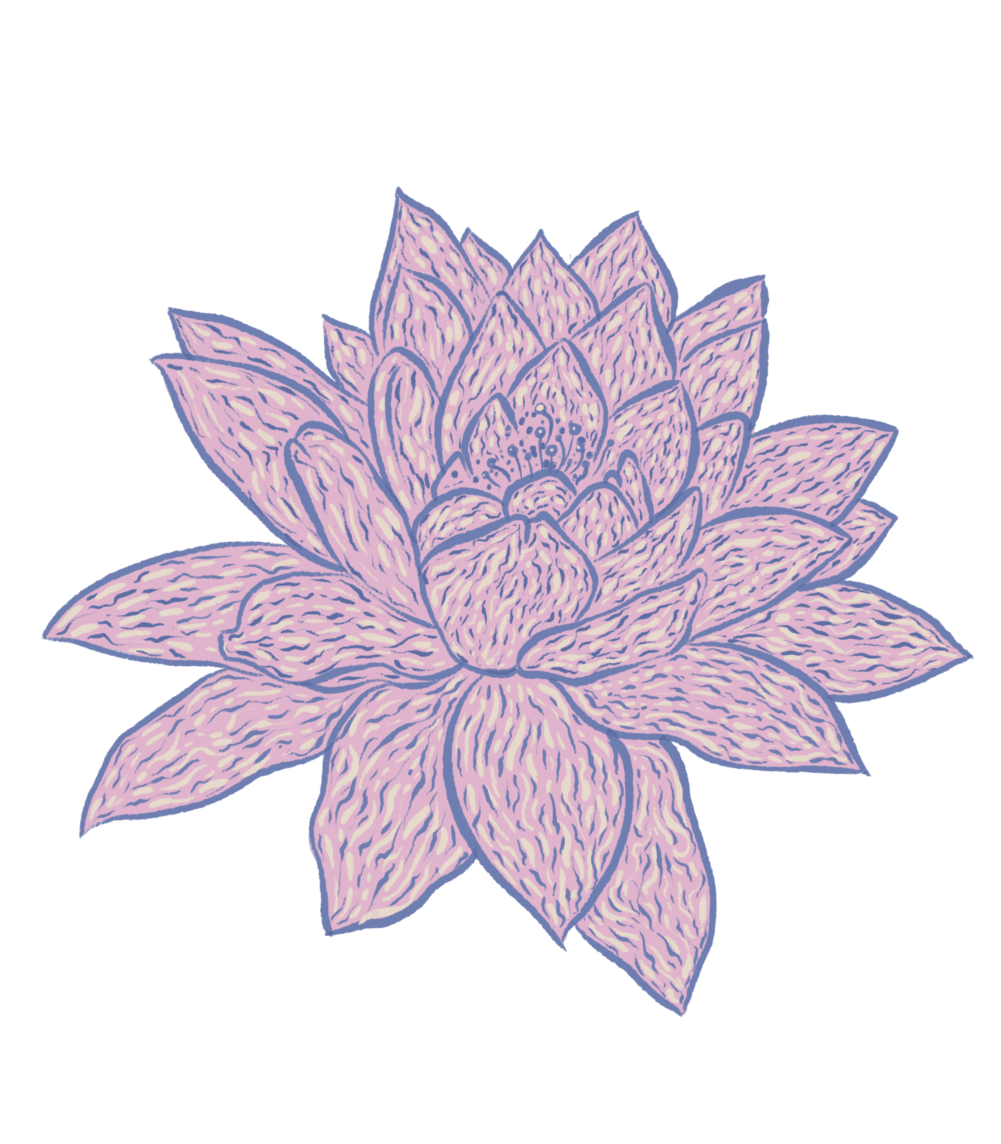 water lily flower